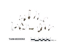 藏品(柔毛真苔)的圖片